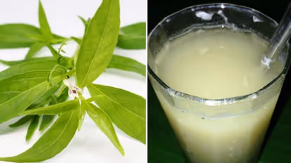 Discover the Health Benefits of Chikrata: A Natural Remedy for Digestion, Liver Support, and Immunity