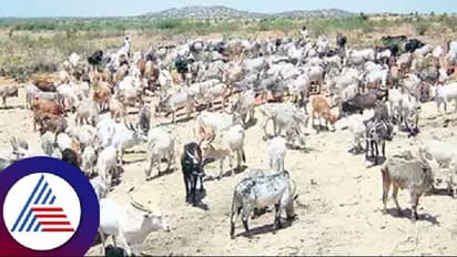 ಕುಡಿಯಲು ನೀರು, ಮೇವಿಲ್ಲದೆ ಕಂಗಾಲಾದ ದೇವರ ಎತ್ತುಗಳು ಎರಡು ವಾರದಲ್ಲಿ 5 ಸಾವು!