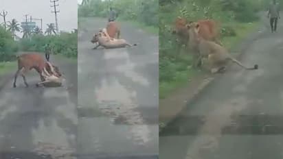 ಮೇಲೆರಗಿದ ಸಿಂಹ: ಪ್ರಾಣಕ್ಕಾಗಿ ಹಸುವಿನ ಕಾದಾಟ, ರೈತನ ಸಾಥ್: ವೀಡಿಯೋ ವೈರಲ್