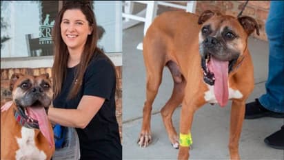 Rocky ಇಷ್ಟುದ್ಧ ನಾಲಿಗೆನಾ ನಿಂಗೆ : ನಾಯಿ ನಾಲಗೆಗೆ ಸಿಕ್ತು ಗಿನ್ನೆಸ್ ಅವಾರ್ಡ್?