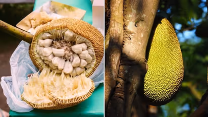 7 Delicious Ways to Eat Jackfruit: From Tacos to Ice Cream, Discover the Versatility of This Tropical Fruit