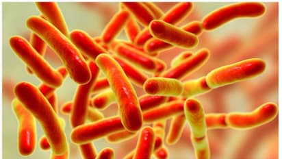 എന്താണ് പ്രീബയോട്ടിക്സ് ? ​ഗുണങ്ങൾ എന്തെല്ലാം?