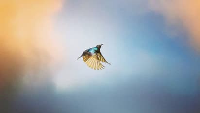 மனிதர்கள் மட்டுமல்ல, பறவைகளும் 'விவாகரத்து' செய்கின்றன.. ஆய்வில் வெளியான சுவாரஸ்ய தகவல்