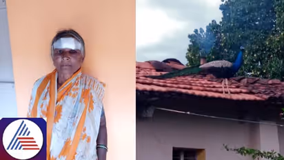 Karnataka: Peacock attacks woman in Chennapattana; receives severe injuries on forehead, eyes