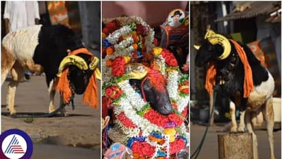 ಟಗರು ಕಾಳಗದ ಕಲಿ ಕಮಲಾಪುರದ ಜಂಗ್ಲಿ ಇನ್ನಿಲ್ಲ: ಪದಕಗಳ ರಣಬೇಟೆಗಾರ