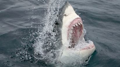 SHOCKING! UK scientists claim humans 300 times 'deadlier' than sharks; here's why