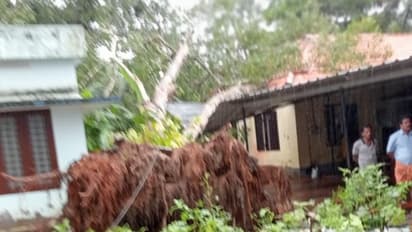 ക്ലാസ് നടക്കവെ സ്കൂൾ കെട്ടിടത്തിന് മുകളിലേക്ക് കൂറ്റൻ ആൽമരം കടപുഴകിവീണു, കുട്ടികൾ രക്ഷപ്പെട്ടത് തലനാരിഴയ്ക്ക്