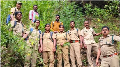 ഞെട്ടിക്കുന്ന കഞ്ചാവ് ചെടികൾ, ഒന്നും രണ്ടുമല്ല, 452 എണ്ണം; പാലക്കാട് ഒറ്റയടിക്ക് എല്ലാം കണ്ടെത്തി നശിപ്പിച്ചു