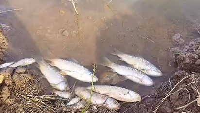 Davanagere: ಎಲೆಬೇತೂರು ಕೆರೆಗೆ ವಿಷ, 5 ಟನ್‌ ಮೀನು ಸಾವು: 5 ವರ್ಷಗಳ ಪರಿಶ್ರಮ ಹಾಳುಗಡೆವಿದ ದುರುಳರು