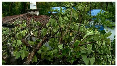 സ്‌കൂള്‍ ഗ്രൗണ്ടിലെ മരത്തിന്റെ കൊമ്പൊടിഞ്ഞു വീണ് അഞ്ചാം ക്ലാസ് വിദ്യാർത്ഥിക്ക് ഗുരുതര പരിക്ക്