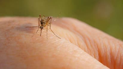 ഡെങ്കിപ്പനി ; കൊതുകിനെ ഓടിക്കാൻ ഇതാ ചില വഴികൾ