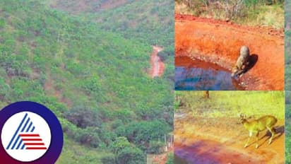 ಮಳೆ ಕೊರತೆ: ಕಪ್ಪತ್ತಗುಡ್ಡದಲ್ಲಿ ಕುಡಿವ ನೀರಿಗಾಗಿ ಪರಿತಪಿಸುತ್ತಿರುವ ಪ್ರಾಣಿಗಳು !  