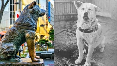 യജമാനൻ മരിച്ചുപോയതറിയാതെ നായ സ്റ്റേഷനിൽ കാത്തിരുന്നത് 10 വർഷം; ഇത് ഹാച്ചിക്കോയ്ക്ക് 100 തികയുന്ന വര്‍ഷം