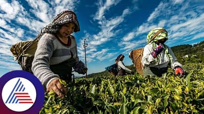 ರೈತರಿಲ್ಲಿ ತಿಂಗಳಿಗೆ MNC ಉದ್ಯೋಗಿಗಳಂತೆ ಲಕ್ಷಗಟ್ಟಲೆ ಸಂಪಾದಿಸ್ತಾರೆ!