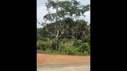 ಅಥಣಿ: ಬರಡು ಭೂಮಿ ಹಸಿರಾಗಿಸಿದ ಅರಣ್ಯಾಧಿಕಾರಿ