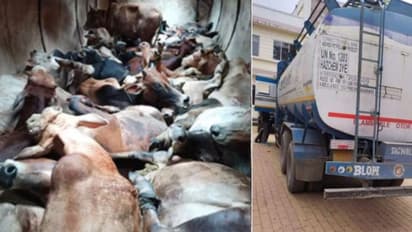 டேங்கர் லாரிக்குள் வைத்து மாடுகள் கடத்தல்.. 11 மாடுகள் சடலமாக மீட்பு.. இருவர் கைது!