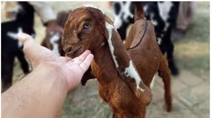 ആടിനെ ബലിയർപ്പിച്ചു, 50കാരന്‍റെ ജീവൻ എടുത്തത് അതേ ആടിന്‍റെ കണ്ണ്!