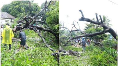 നാശം വിതച്ച് പെരുമഴ, പെരിങ്ങാവില്‍ 100 വര്‍ഷം പഴക്കമുള്ള കൂറ്റന്‍ മരം കടപുഴകി; കൃഷി നാശം, കർഷകർക്ക് കണ്ണീർ