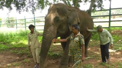 ಆನೇಕಲ್: 87 ವರ್ಷದ ಕಣ್ಣು ಕಾಣದ, ಕಿವಿ ಕೇಳದ ಹಿರಿಯ ಆನೆಗೆ ವಿಶೇಷ ಆರೈಕೆ..!