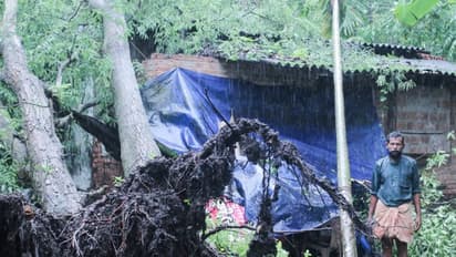 കനത്ത കാറ്റും മഴയും; എടത്വയിൽ മരങ്ങൾ കടപുഴകി വീണ് 6 വീടുകൾ തകർന്നു, വ്യാപക നാശനഷ്ടം