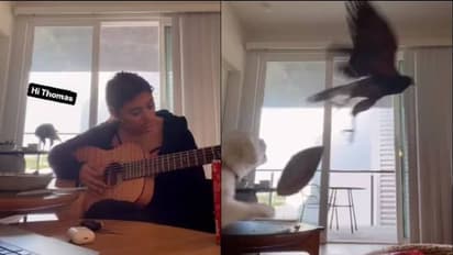 Viral video: അപ്രതീക്ഷിതമായി മുറിയിലേക്ക് പറന്നെത്തി പരുന്ത്, കുരച്ചുകൊണ്ട് നായ, പേടിച്ചോടി യുവതി