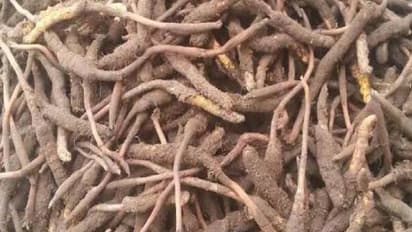 വില ലക്ഷങ്ങൾ, 'ഹിമാലയൻ വയാഗ്ര' എന്നറിയപ്പെടുന്നു, ഉപയോഗിക്കുന്നത് ഇതിനെല്ലാം