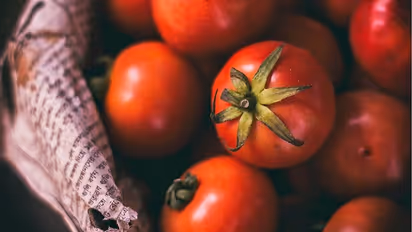 Tomato, chilli prices trouble buyers, soar to Rs 155/kg; check latest rates in metro cities