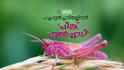 ജീവിതകാലത്ത് കാണാന്‍ ഒരു ശതമാനം മാത്രം സാധ്യത, എന്നിട്ടും ട്വിറ്ററില്‍ നിറ‍ഞ്ഞ് 'പിങ്ക് പുല്‍ച്ചാടി' !