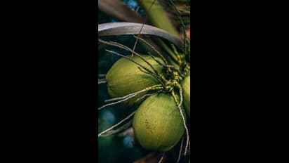 ಕೈಕೊಟ್ಟಮಳೆರಾಯ: ಸಂಕಷ್ಟದಲ್ಲಿ ತೆಂಗು ಬೆಳೆಗಾರರು