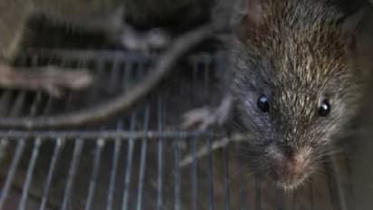 കഞ്ചാവ് എലി തിന്നു, 22 കിലോ കഞ്ചാവുമായി പിടികൂടിയ രണ്ടുപേരെ വെറുതെ വിട്ട് കോടതി