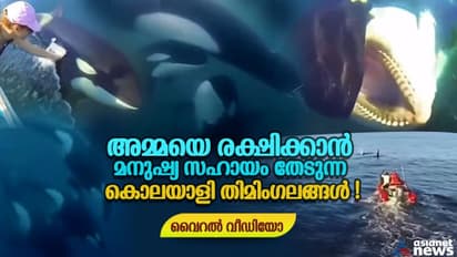 വലയില് കുരുങ്ങിയ അമ്മയെ രക്ഷിക്കാന് മനുഷ്യ സഹായം തേടുന്ന കൊലയാളി തിമിംഗല കുഞ്ഞുങ്ങള്; വൈറല് വീഡിയോ !