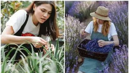 Discover the Power of Nature: Aleo vera to Lavender - 7 Must-Know Medicinal Plants for Natural Health