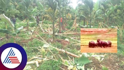 ಎನ್‌.ಆರ್‌.ಪುರ ಸಮೀಪ ಓಡಾಡುತ್ತಿರುವ 15 ಕಾಡಾನೆಗಳ ಹಿಂಡು; ತೋಟಗಾರಿಕೆ ಬೆಳೆ ನಾಶ! 