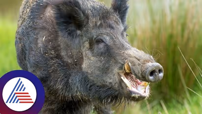 ಧಾರವಾಡ: ಕಾಡಂಚಿನ ಹೊಲಗಳಿಗೆ ವನ್ಯಜೀವಿಗಳ ದಾಂಗುಡಿ; ರೈತರು ಕಂಗಾಲು