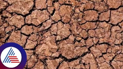 ಯಾದಗಿರಿ: ಮಳೆ ಕೊರತೆ, ಬರದ ಭೀತಿಯಲ್ಲಿ ಸುರಪುರ ತಾಲೂಕು?