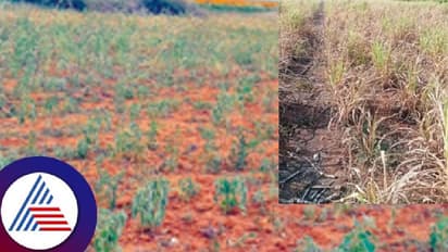 ಹಾವೇರಿ: ಬಾರದ ಮಳೆ ಒಣಗಿ ನಿಂತ ಬೆಳೆ, ರೈತರು ಕಂಗಾಲು!