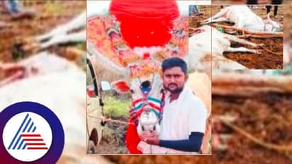 ಹಾವೇರಿ: ವಿದ್ಯುತ್ ಸ್ಪರ್ಶ, ಎತ್ತು ಉಳಿಸಲು ಹೋಗಿ ರೈತ ಸಾವು!