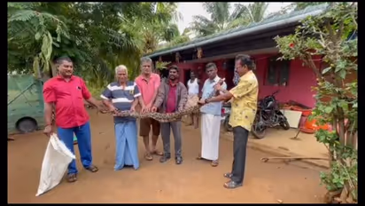 அழையா விருந்தாளியாக வீட்டிற்குள் நெழிந்த மலைப்பாம்பு; குடும்ப உறுப்பினர்கள் அதிர்ச்சி