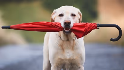 Monsoon Pet Care: Tips to keep your dogs healthy during rainy season