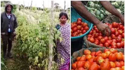 വിൽക്കാൻ സൂക്ഷിച്ച തക്കാളി മോഷ്ടാക്കൾ കൊണ്ടുപോയി, ലക്ഷങ്ങളുടെ നഷ്ടം; ചങ്കുതകർന്ന് കർഷകൻ