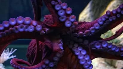 നീരാളിയെ വിഴുങ്ങി, അന്നനാളത്തിൽ കുടുങ്ങി ജീവൻ നഷ്ടപ്പെടുന്ന അവസ്ഥയിലെത്തി 55 -കാരൻ