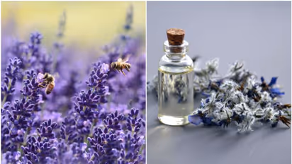 6 reasons you should get lavender plants for your home and garden