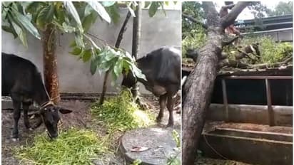 കനത്ത മഴയും കാറ്റും, ഒറ്റ നിമിഷത്തിൽ അപകടം; നൊമ്പരമായി തൊഴുത്തിൽ കെട്ടിയിട്ടിരുന്ന പശുക്കളുടെ കാഴ്ച