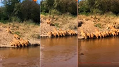 20 ಸಿಂಹಗಳು ಜೊತೆಯಾಗಿ ನೀರು ಕುಡಿಯುತ್ತಿರುವ ರೋಚಕ ದೃಶ್ಯ ಕ್ಯಾಮರಾದಲ್ಲಿ ಸೆರೆ