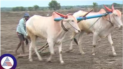 ಕೇವಲ 12 ಗಂಟೆಯಲ್ಲಿ 21 ಏಕರೆ ಬಿತ್ತನೆ ಮಾಡಿದ ಯುವರೈತ: ಹಲಗೆ ಬಾರಿಸಿದ ಗ್ರಾಮಸ್ಥರು