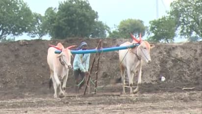 ಮಹಾ ಮರಾಠವಾಡ ಪ್ರಾಂತ್ಯದಲ್ಲಿ 6 ತಿಂಗಳಲ್ಲಿ 483 ರೈತರು ಸಾವಿಗೆ ಶರಣು