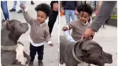 പിറ്റ് ബുള്ളിനെ വെള്ളകുപ്പി കൊണ്ട് അടിച്ച ബാലൻ രക്ഷപ്പെട്ടത് തലനാരിഴയ്ക്ക്