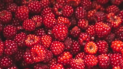 ദിവസവും കഴിക്കാം റാസ്ബെറി; അറിയാം ഈ ഗുണങ്ങള്...