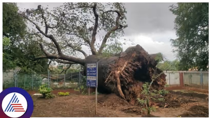 ಧರೆಗೆ ಉರುಳಿದ ಹಾವೇರಿಯ ಐತಿಹಾಸಿಕ ದೊಡ್ಡ ಹುಣಸೆ ಮರ!