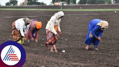 Karnataka monsoon: ಮುಂಗಾರು ಬಿತ್ತೋಣವೇ, ಹಿಂಗಾರಿಗೆ ಹಾರೋಣವೇ? ಗೊಂದಲದಲ್ಲಿ ರೈತರು!